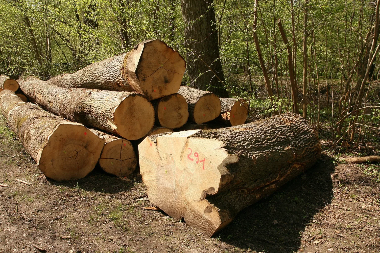 Holz als Rohstoff